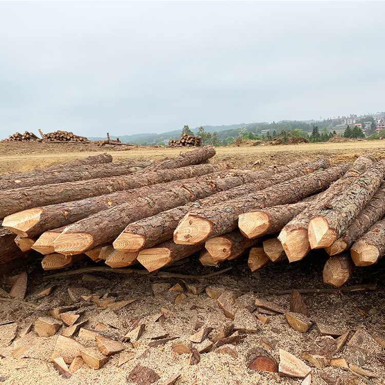 護坡用松木樁供應商廠家哪里有？