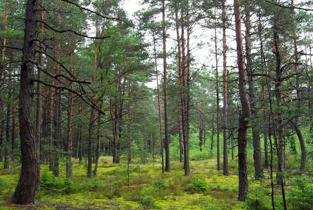 中國主要的松木產(chǎn)地有哪些，不同產(chǎn)地的松木有哪些區(qū)別