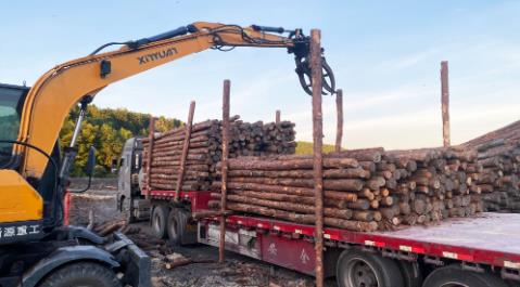 <a href=http://www.embajiaoyu.com/ target=_blank class=infotextkey>松木樁</a>現(xiàn)場選材與運輸