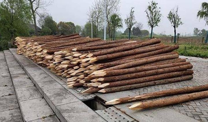 杉木樁為什么這么受歡迎？杉木樁有哪些優(yōu)點(diǎn)和缺點(diǎn)？