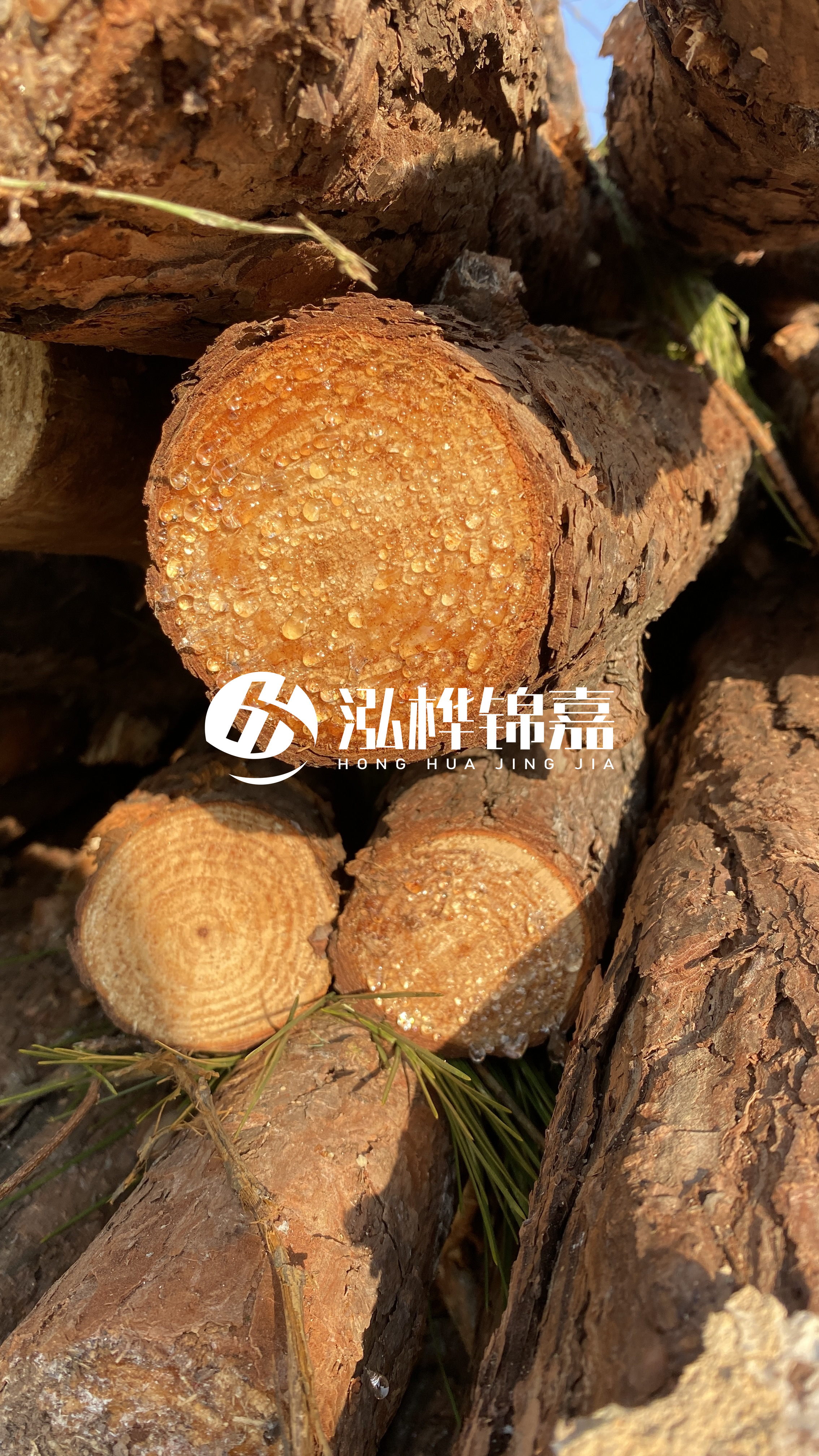 達(dá)州松木樁源頭廠家-油松和落葉松哪種便宜？