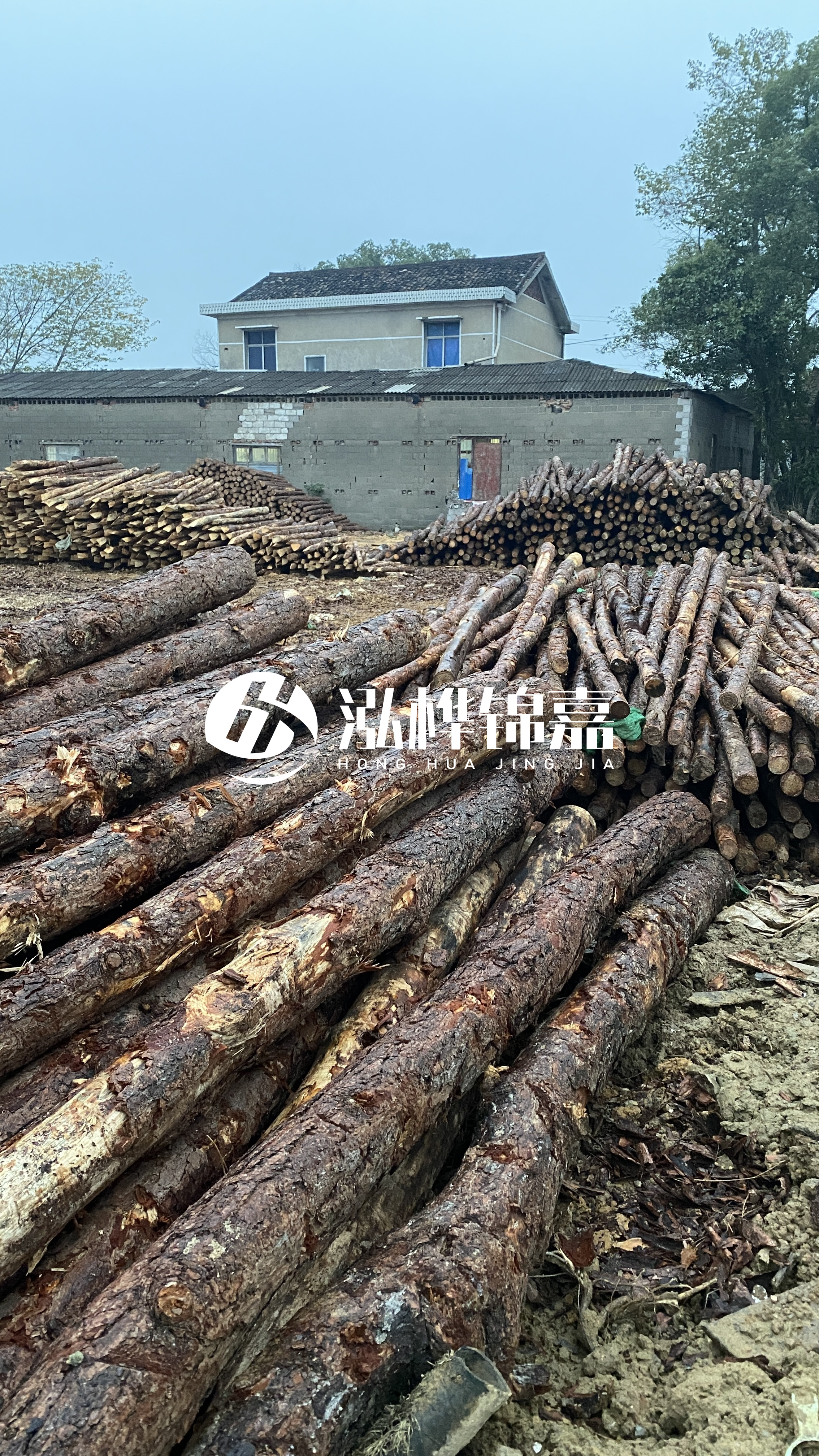 資陽松木樁源頭廠家-工地松木樁的采購渠道有哪些？