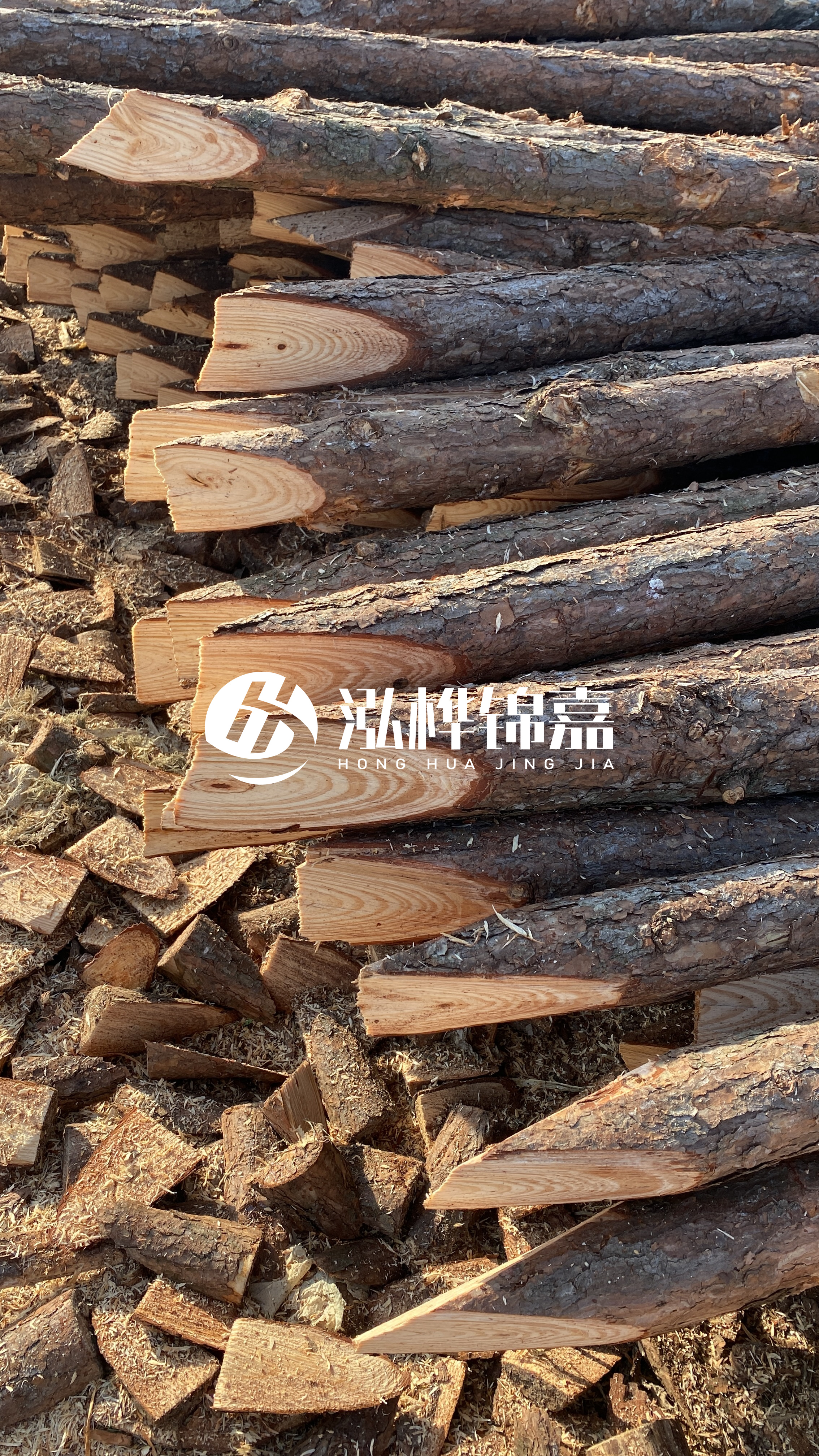 松木樁怎么分辨好壞？學(xué)會(huì)這幾招，輕松分辨松木樁好壞不踩雷！