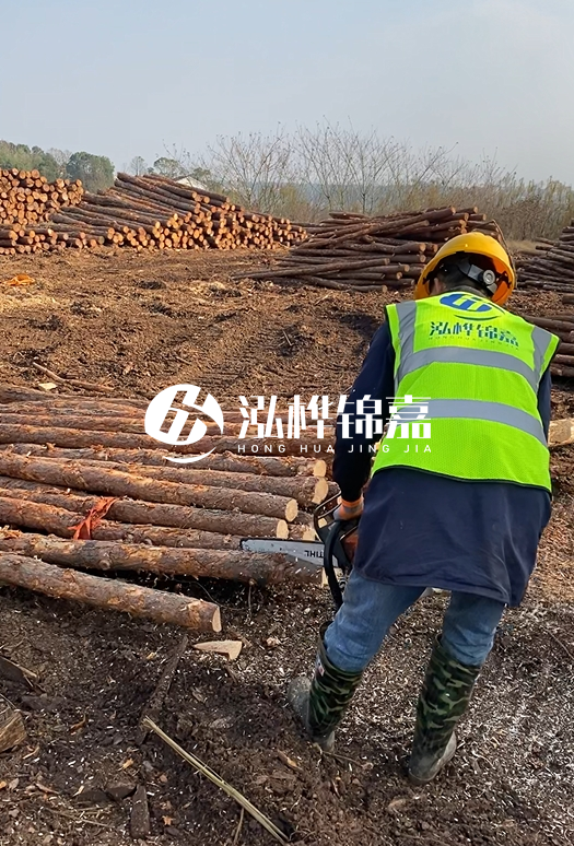 廣東松木樁3米生產(chǎn)廠家-3米直徑12松木樁多少錢？