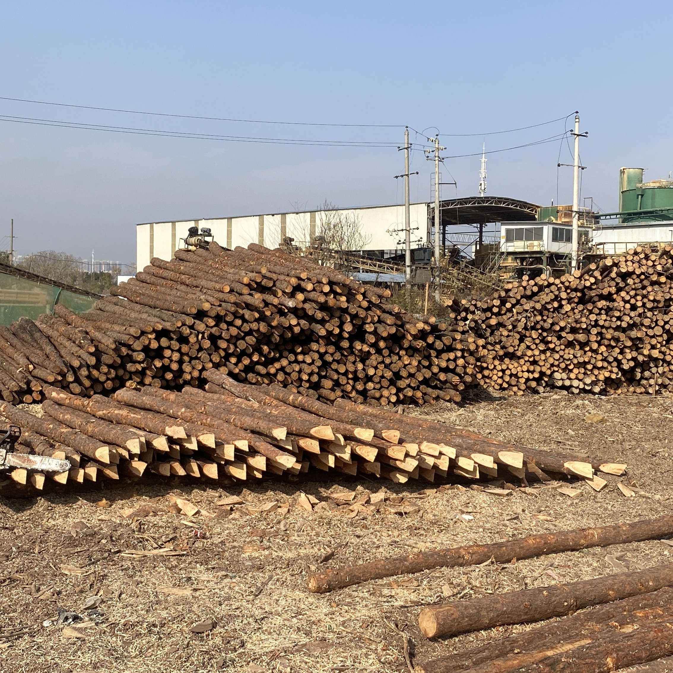 松木樁廠家泓樺錦嘉 - 原木松木樁用于圍堰工程需要削尖樁頭嗎？?